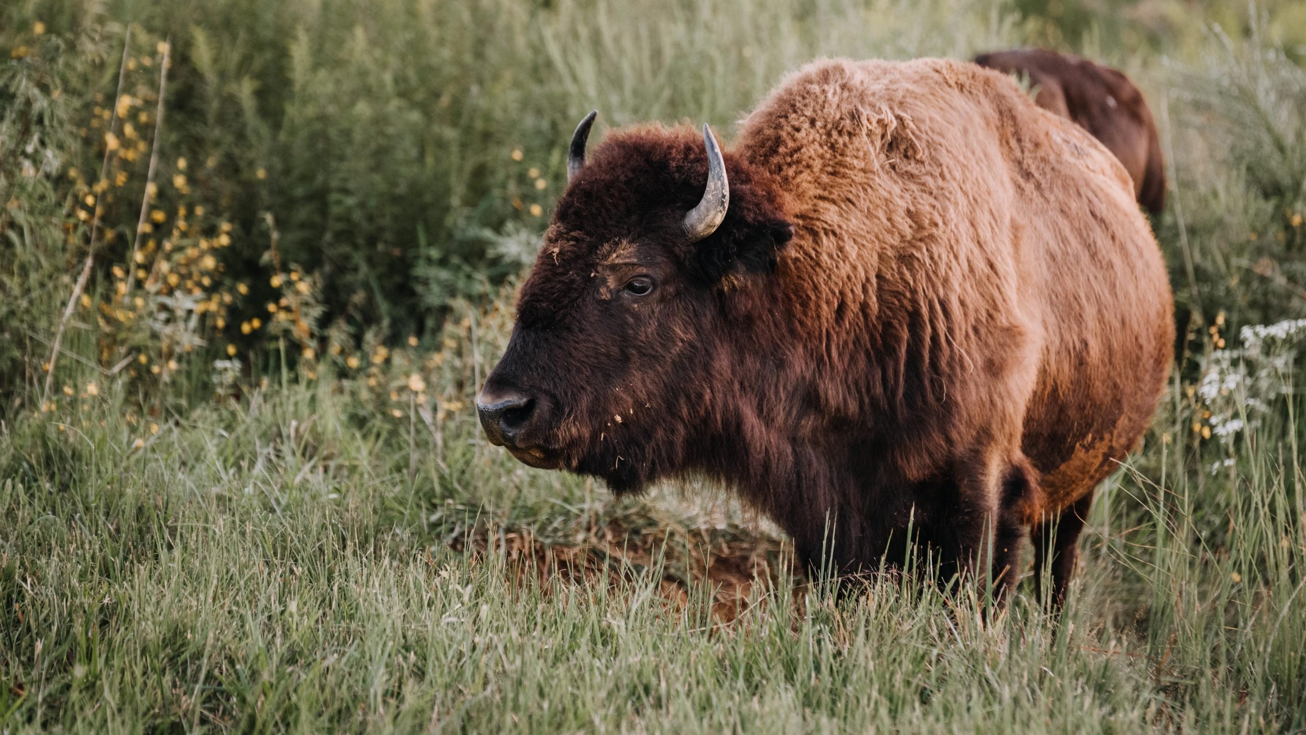 Tourists corner a bison in Yellowstone just to take a photo