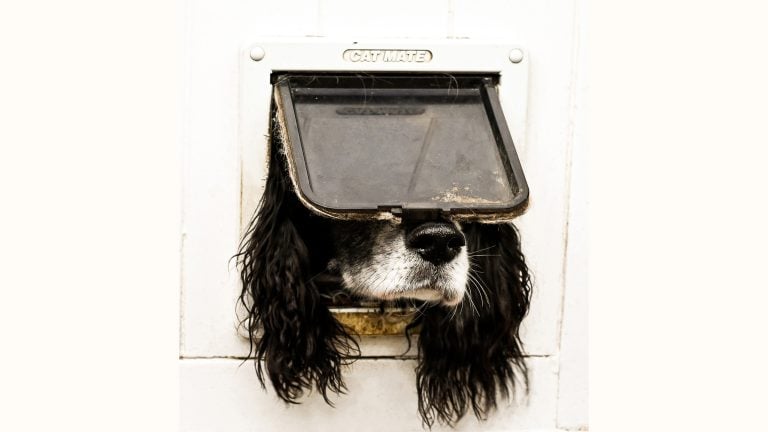 Comedy Pet Photography Awards 2024