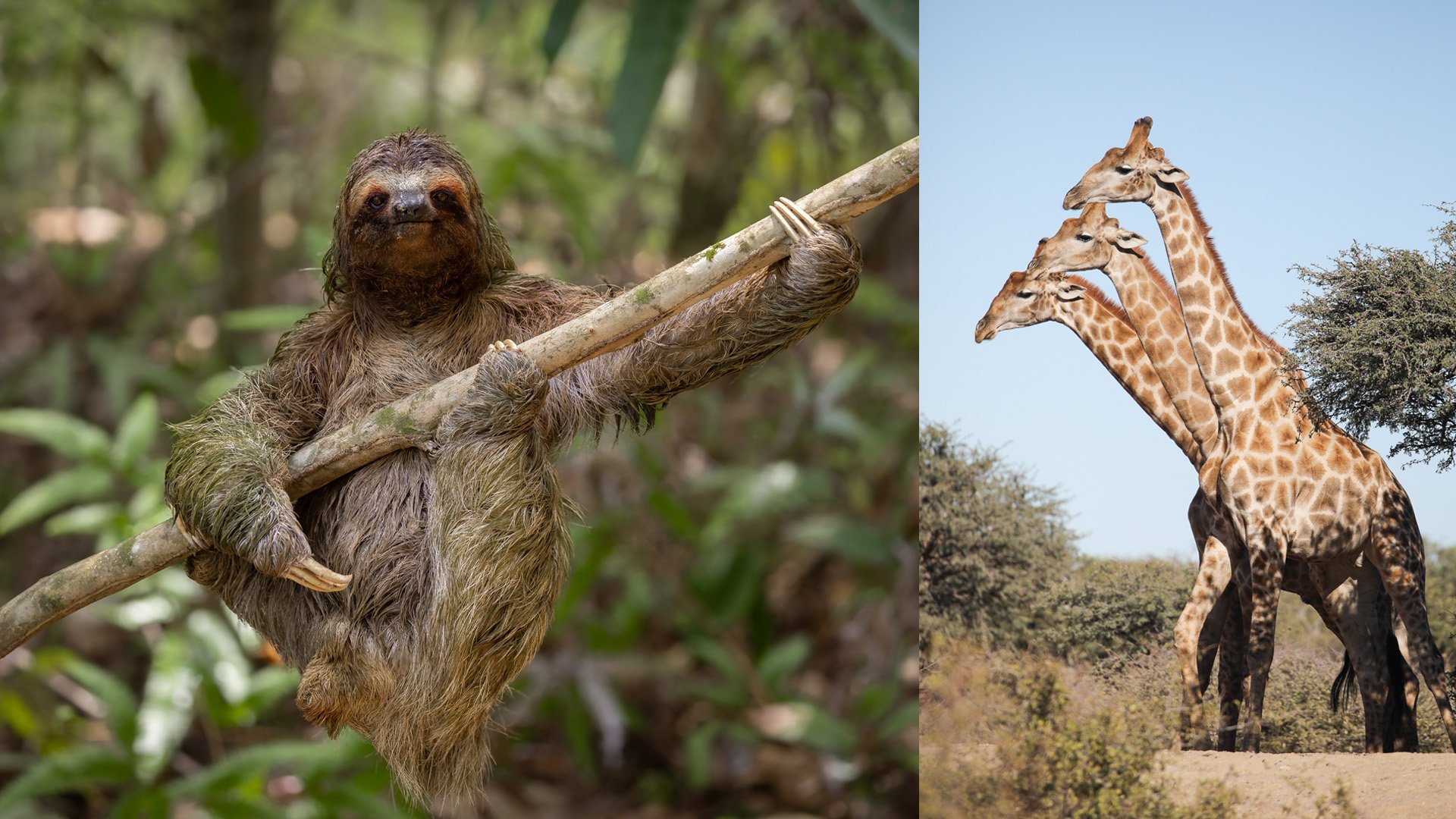 The Comedy Wildlife Photography Awards 2024