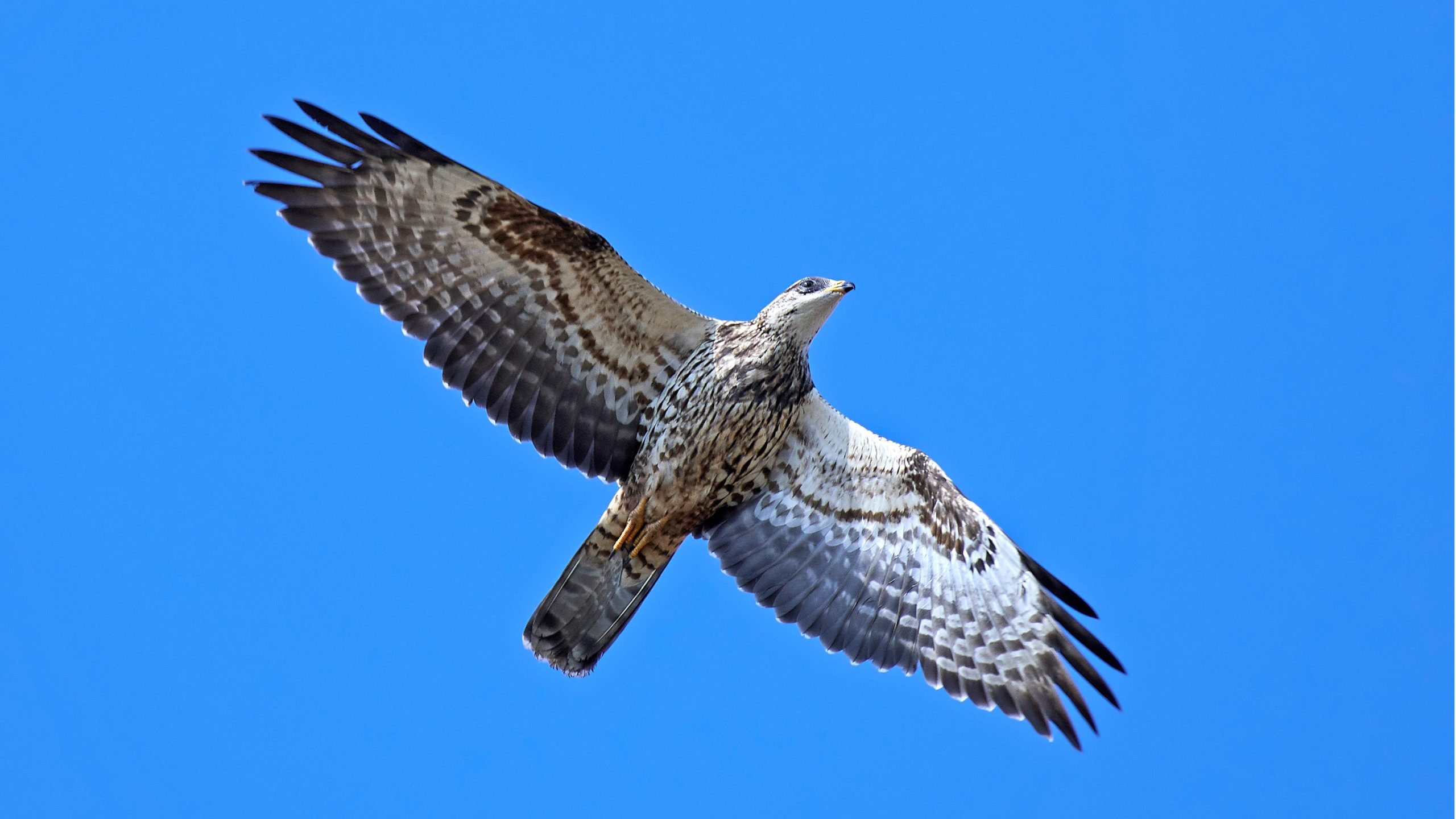 european-honey-buzzard-pernis-apivorus