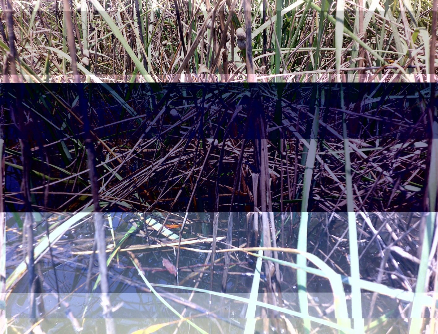 Minolta MND20